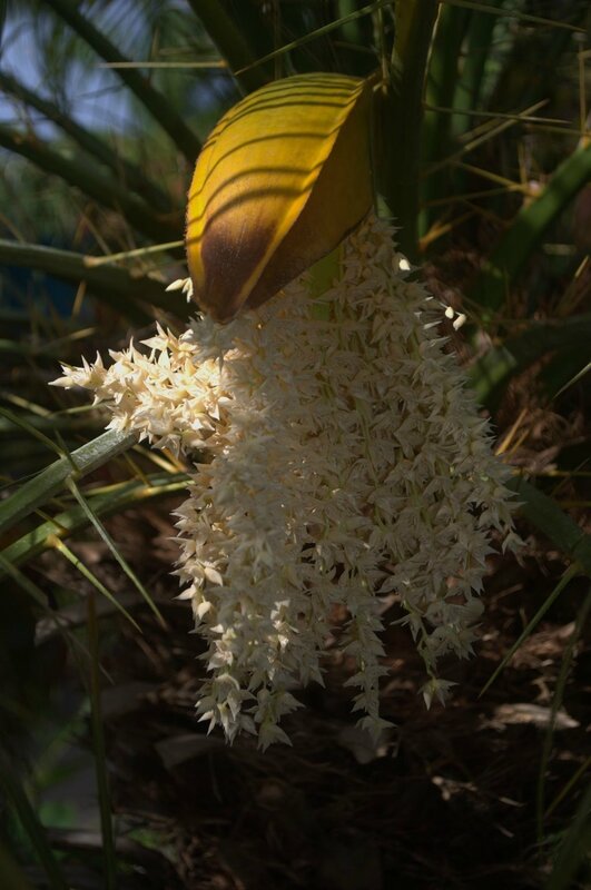 fleur de palmier de Théopraste (dattier de Crête)