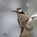 Pic épeiche sous la neige