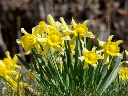 Jonquilles1