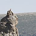 Andalousie, oiseaux