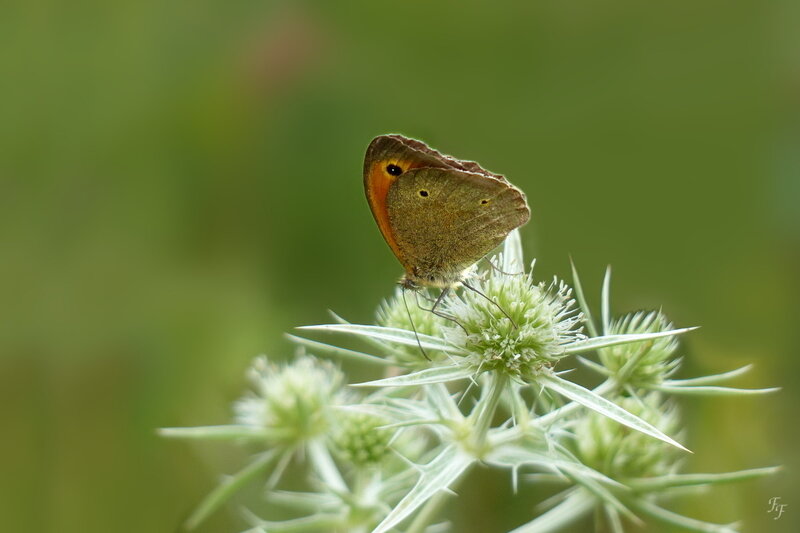 a2013_08_07_SLB_papillon_myrtil_ff