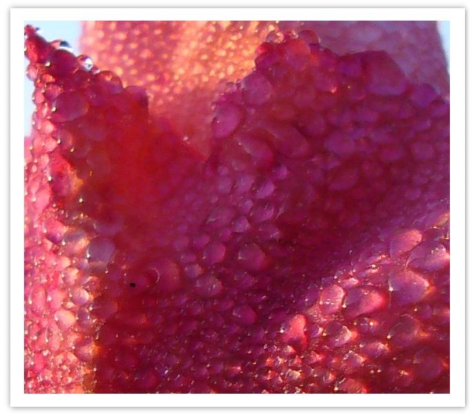 macro55