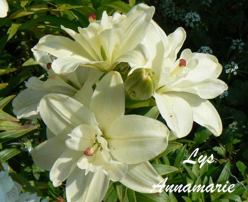 lys_blanc
