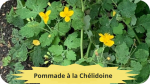 25 CHELIDOINE(2)Pommade à la Chélidoine-modified