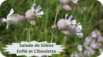 38 SILENE ENFLE(3) Salade de Silène Enflé et Ciboulette-modified