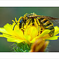 Bain de pollen ...