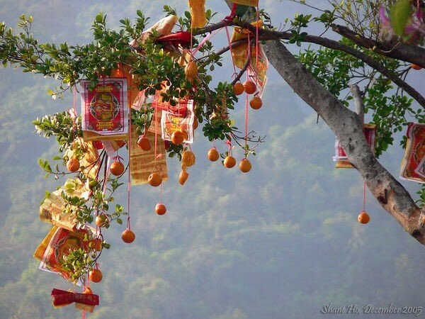 arbre___voeux_orange_chinois_JHK