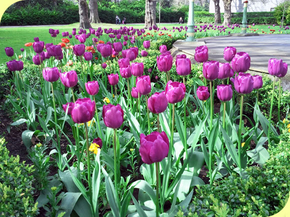 purple_tulipes