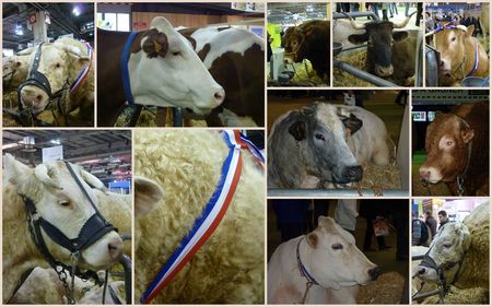 vaches