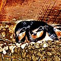 Des hirondelles dans leur nid n'est ce pas trognion avec leurs grands yeux :)) comment peut-on leur faire du mal !!!