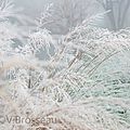 paysage-givre-15-02