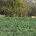 IMG_0005