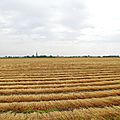 IMGP2581