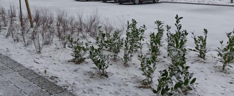 neige1