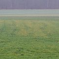 IMG_0409 - Copie