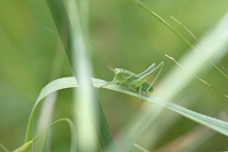 macro jeune sauterelle 260420 2 ym