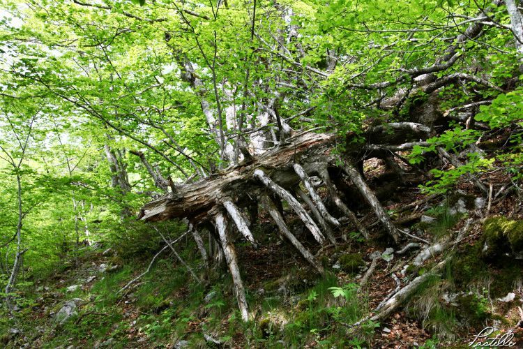Arbrecouche_12 27 05_8967