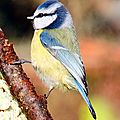 Mésanges bleue, M Charbonnière