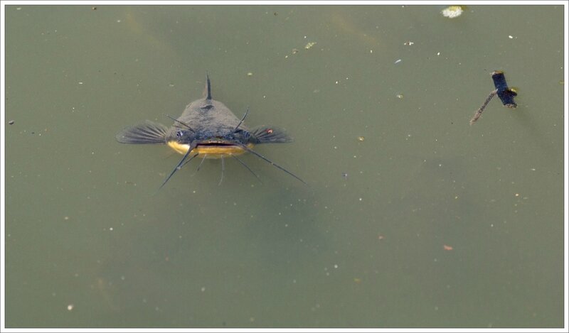 MS poisson chat 6 020815