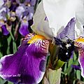 Xylocope violet.