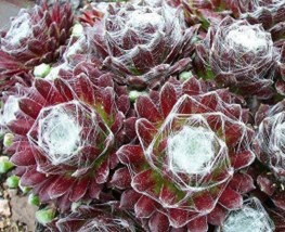 Sempervivum arachoideum