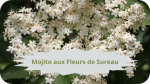 18 SUREAU NOIR(1)Mojito aux Fleurs de Sureau-modified