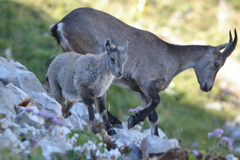 Bebes Bouquetins Et Leur Maman Vercors France La Montagne En Photos