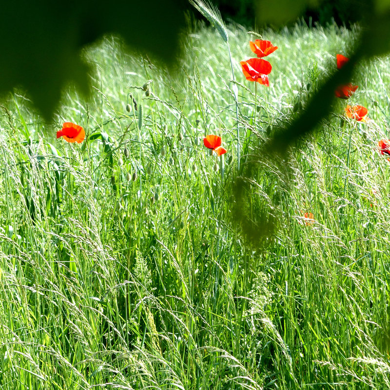 fleurs des champs6