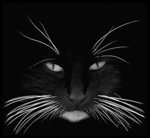 Humour La Nuit Tous Les Chats Sont Gris Sauf Moi Le Blog De Moon