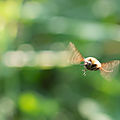 Bombyle à ailes tâchetées - Bombylius medius (1)