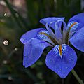 Iris d'hiver