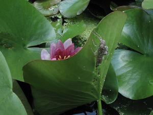 IMG_0074b