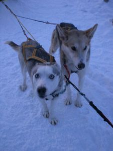 chiens4