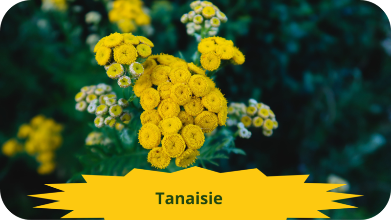 028 TANAISIE-modified