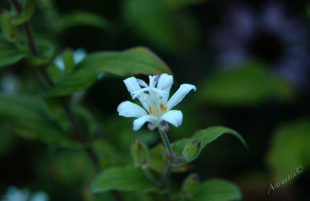 DSC_4263_border