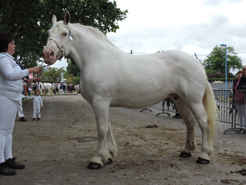 Remon'da - Concours d'élevage local d'Arneke (59) - 3e (Non Suitées)