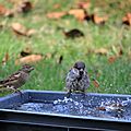 IMG_4892 - Copie