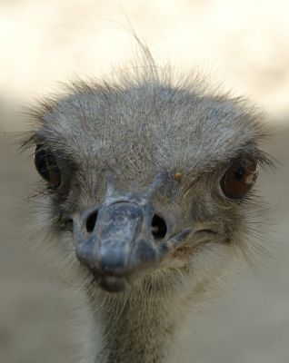 Les Oiseaux Qui Ne Vole Pas Nos Amis Les Animaux