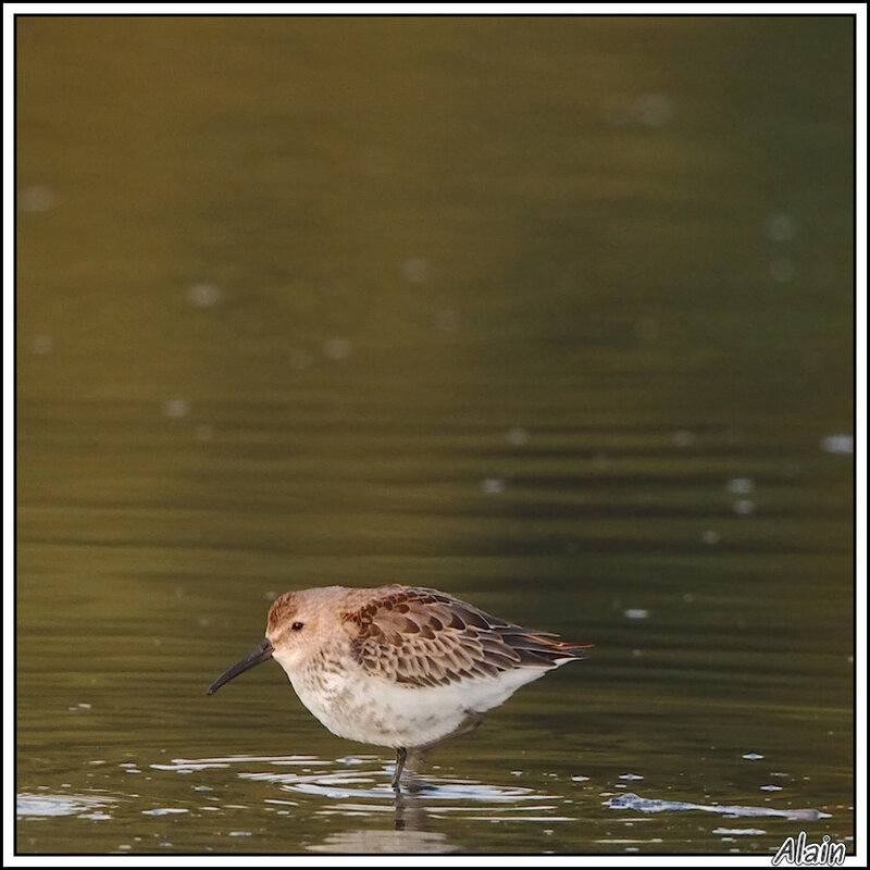 Bécasseau variable