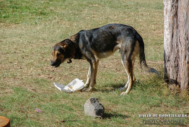 Chien errant