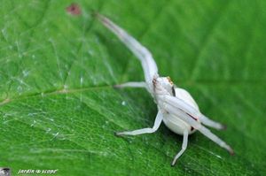 Thomise variable • Thomise misumena vatia