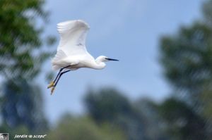 Aigrette garzette en vol