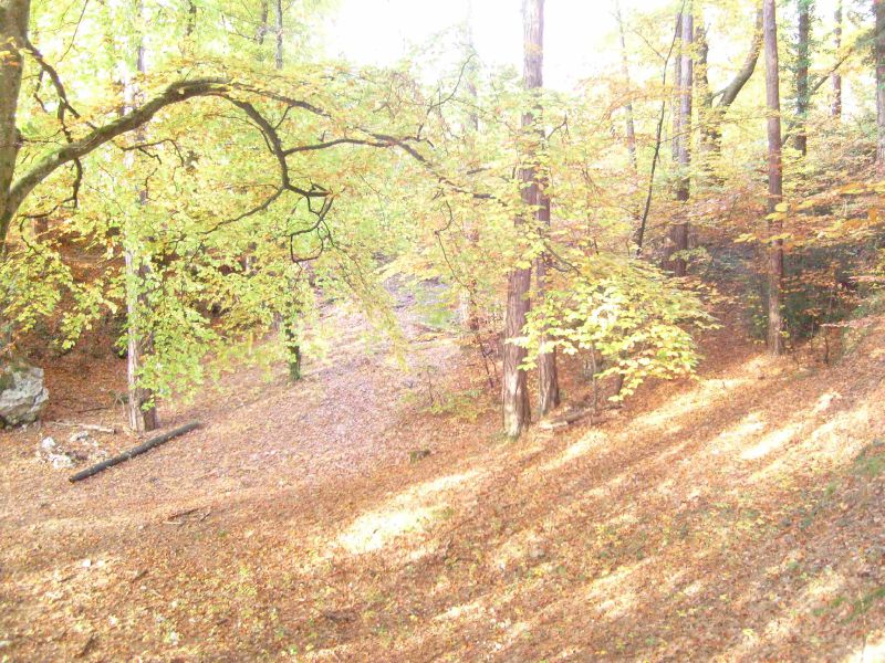 Forêt côteaux fort Belin Salins-les-Bains Jura