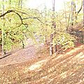 Forêt côteaux fort Belin Salins-les-Bains Jura