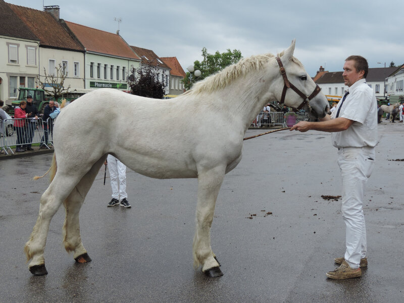 Idole de Colincthun - 13 Octobre 2019 - Concours de Poulains - Hucqueliers (62) - 3e (Boulonnaises nées en 2018)