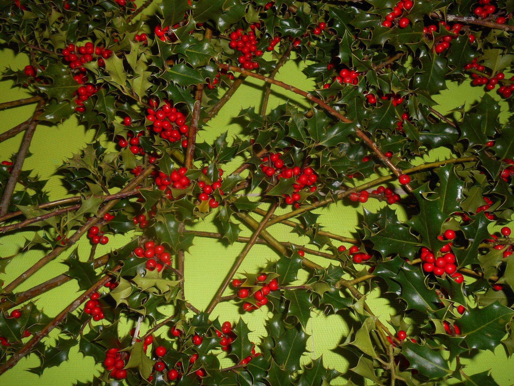 Avec du houx ! - En sortant de l'école....