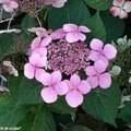 Fleur d'hortensia