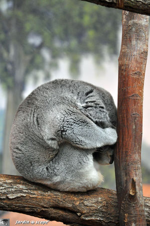 Koala du Queensland