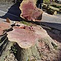 _IGP3522