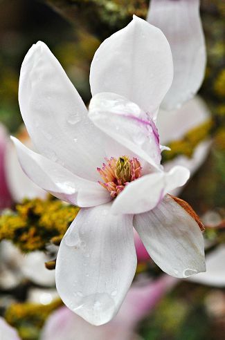 magnolia0000